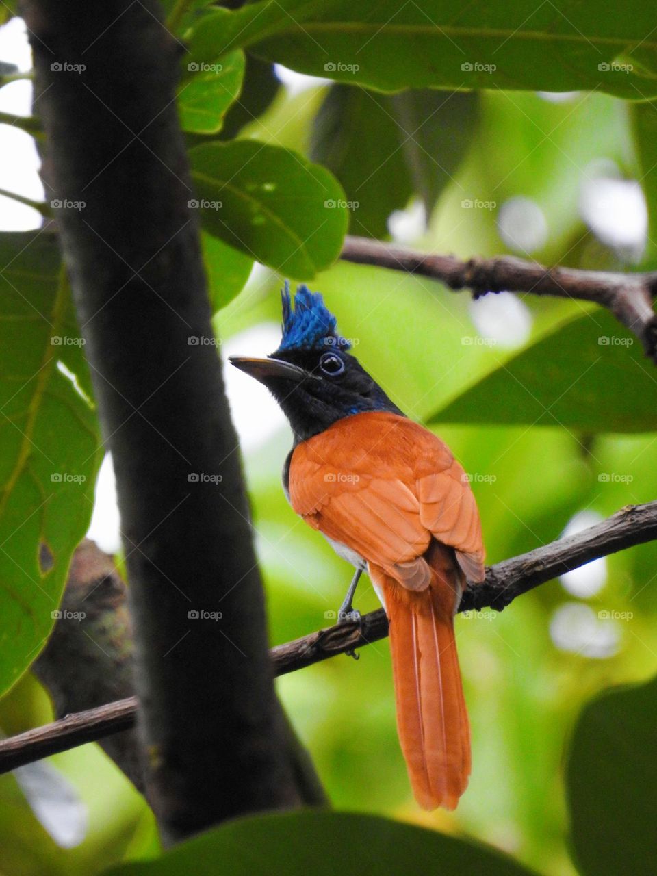 Indian paradise flycatcher