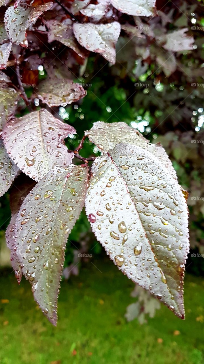 leaves in the rain
