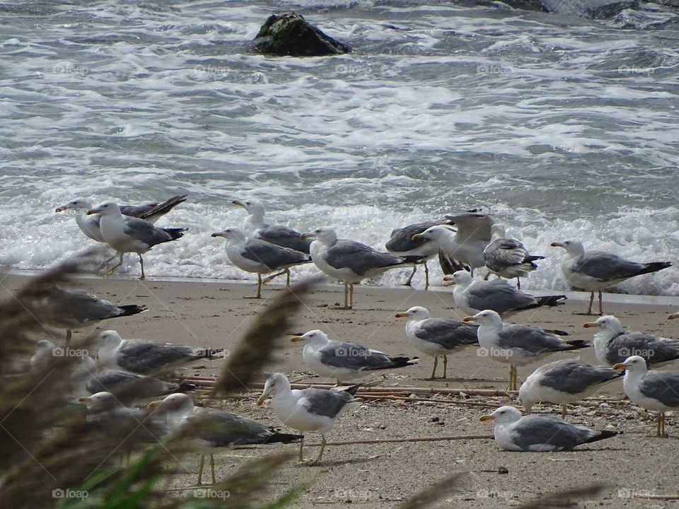 Seagulls on the beach