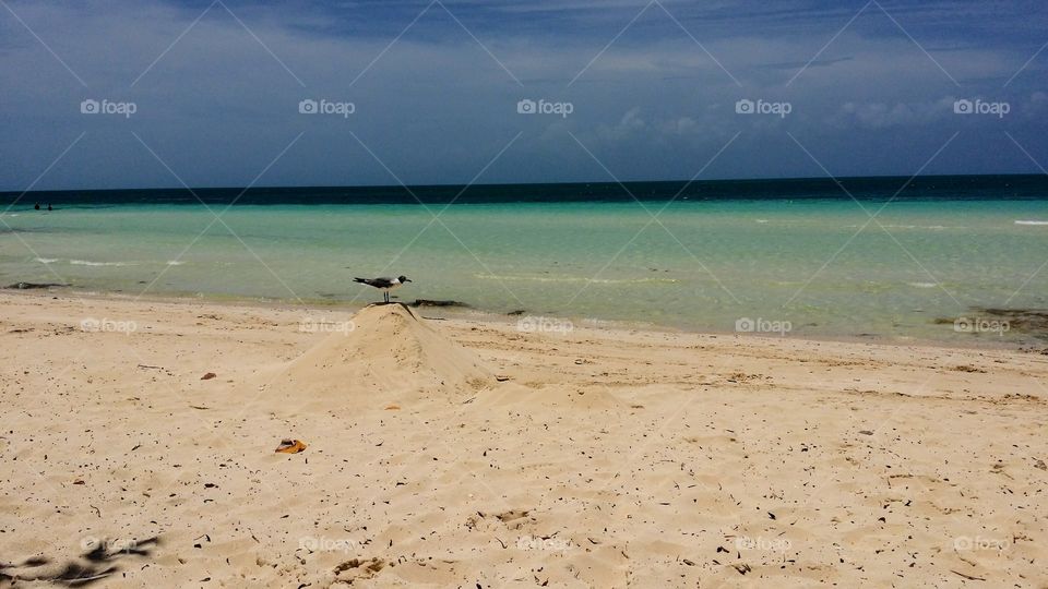 Turquoise beach and blue sky of Cuba with a bird on a pile of white sand