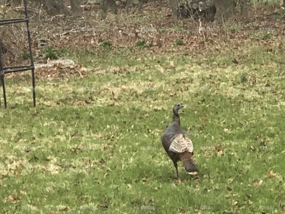 Turkey turkey turkey