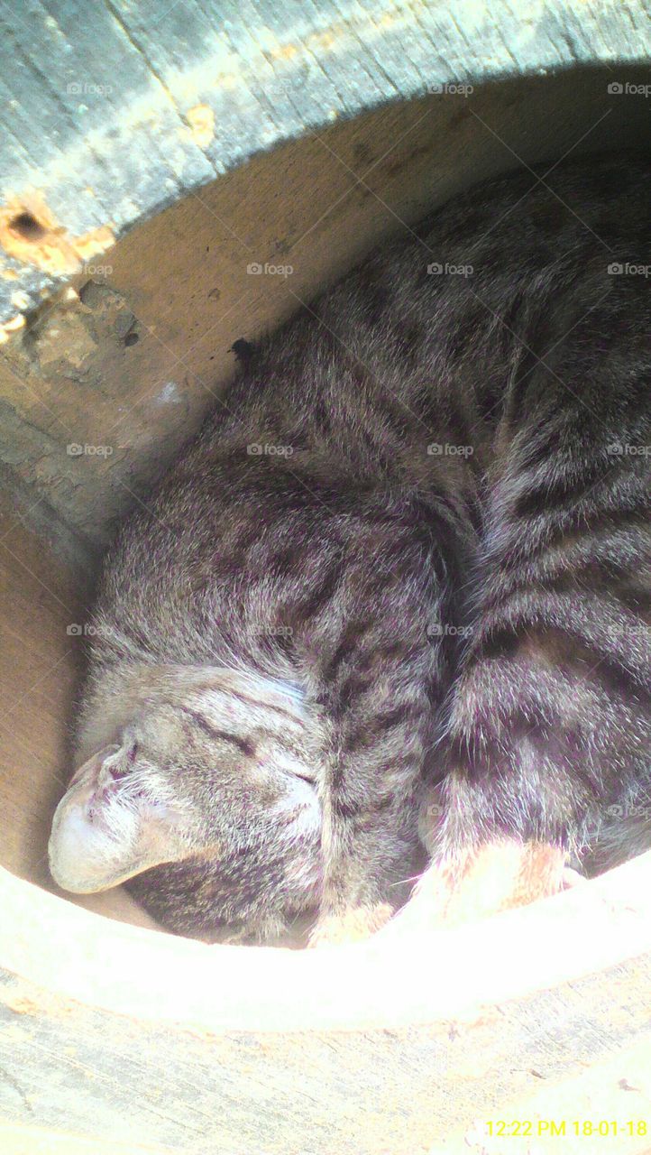 Sleeping Kitty in a wooden case