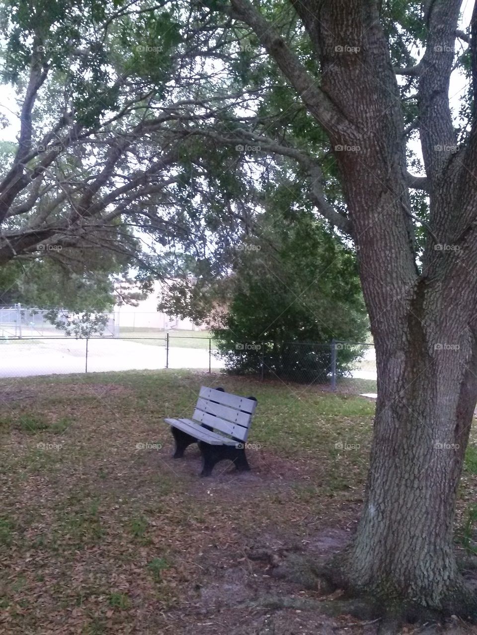 bench in woods