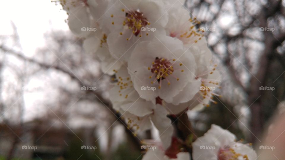 apricot blossom