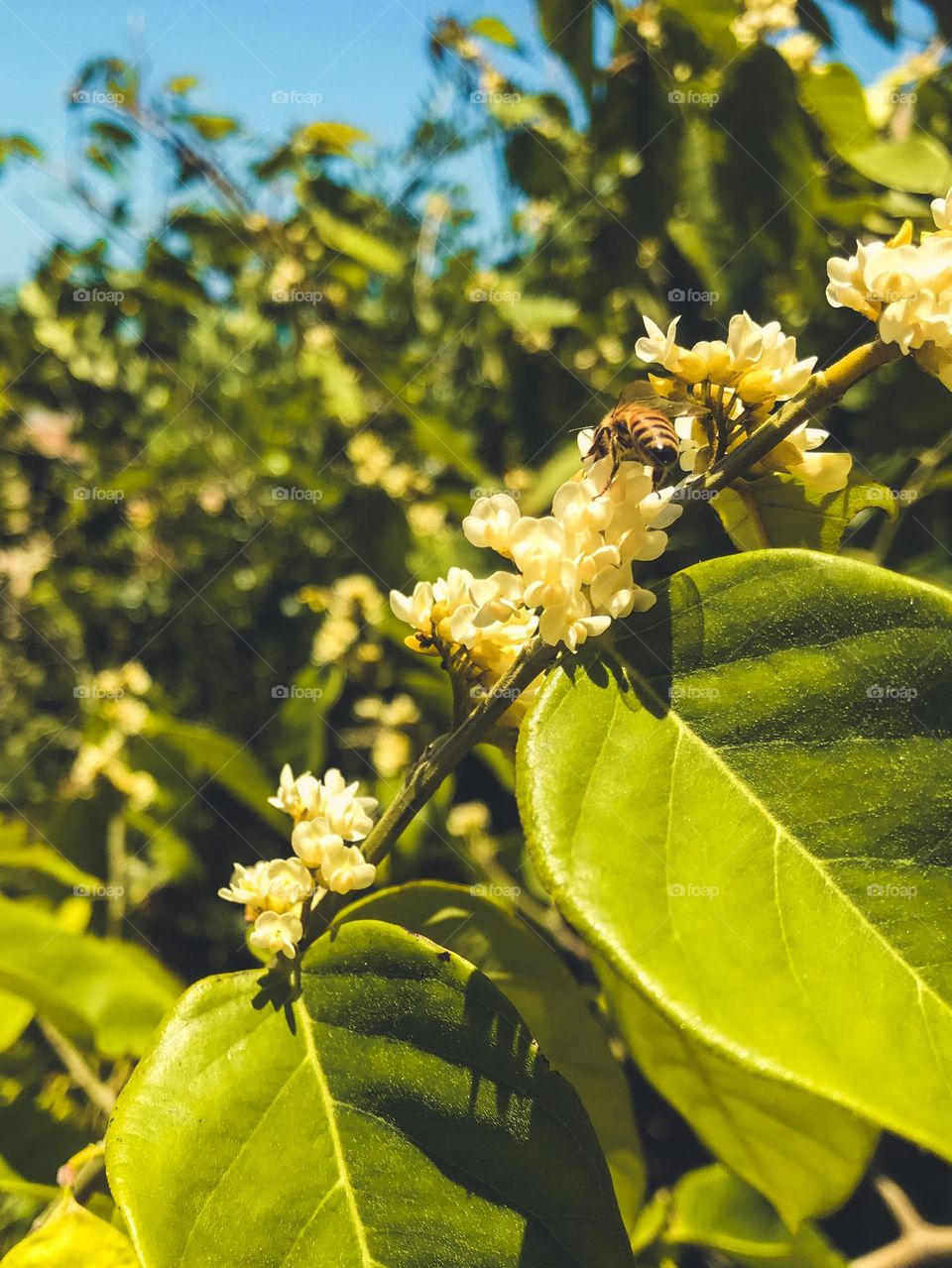 Bees are flying insects, known for their important role in pollination.  They belong to the order Hymenoptera, superfamily Apoidea, subgroup Anthophila, and are related to wasps and ants.