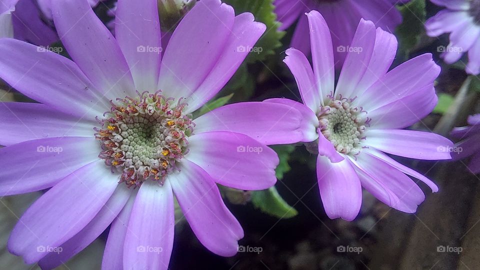 purple white bright flower plant outside wild micro zoom