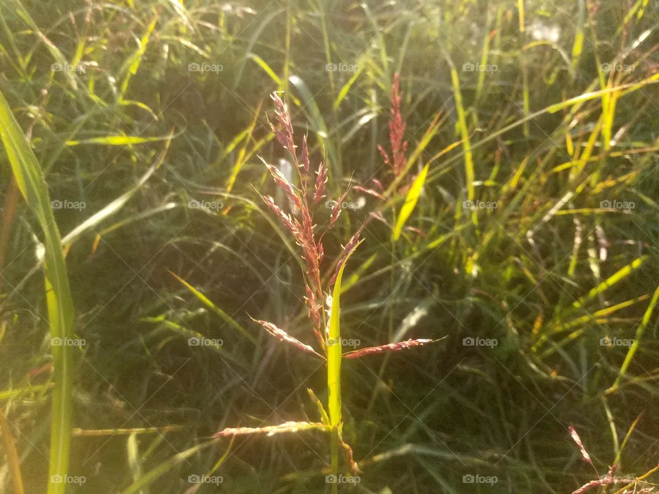 nature