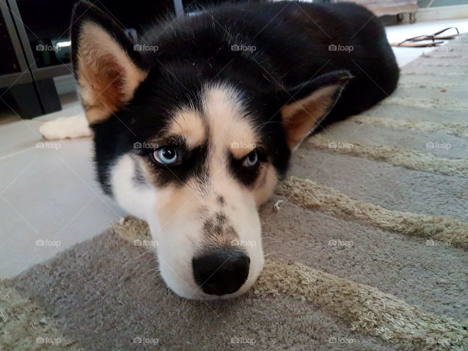 The cutest pets in the world