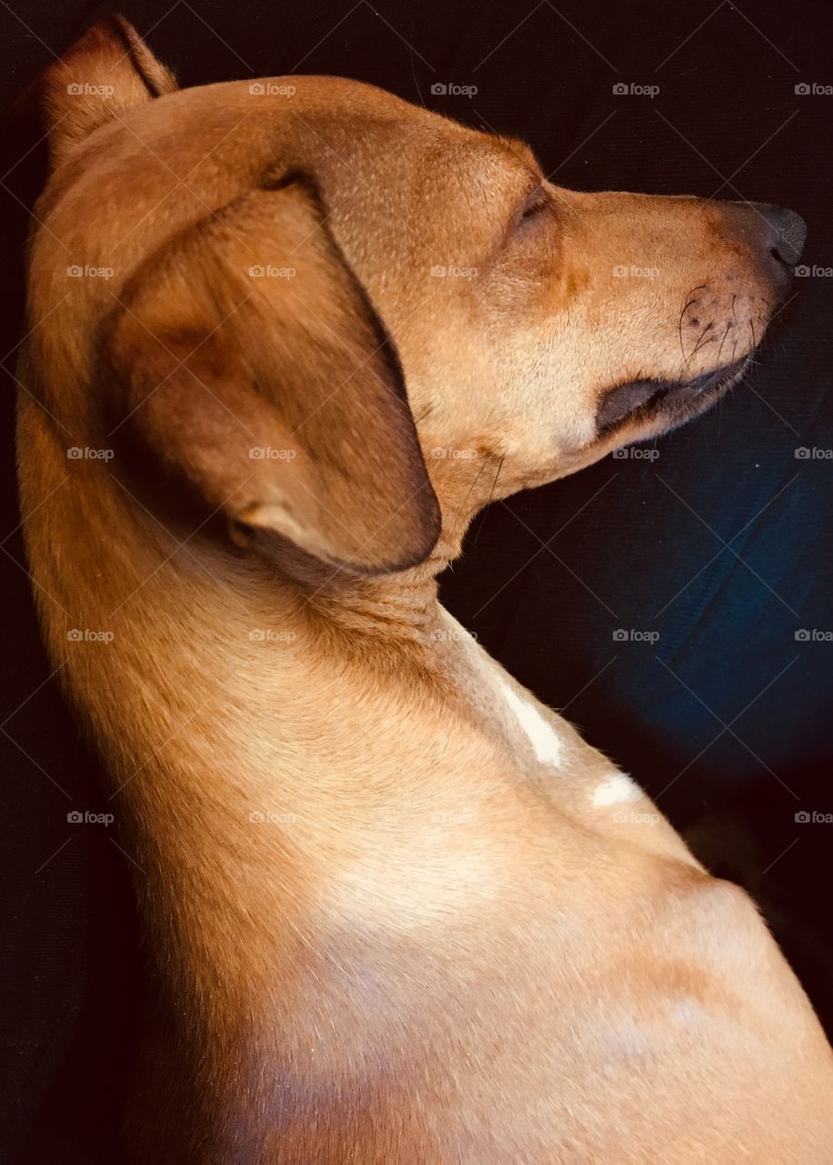 Amber the fawn Italian greyhound head portrait while asleep