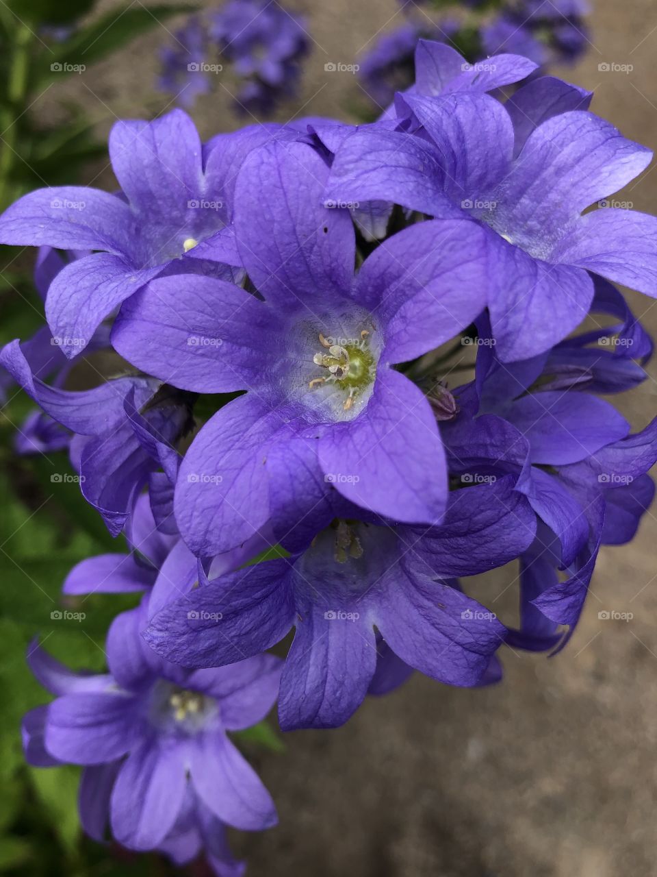 Blue blooms