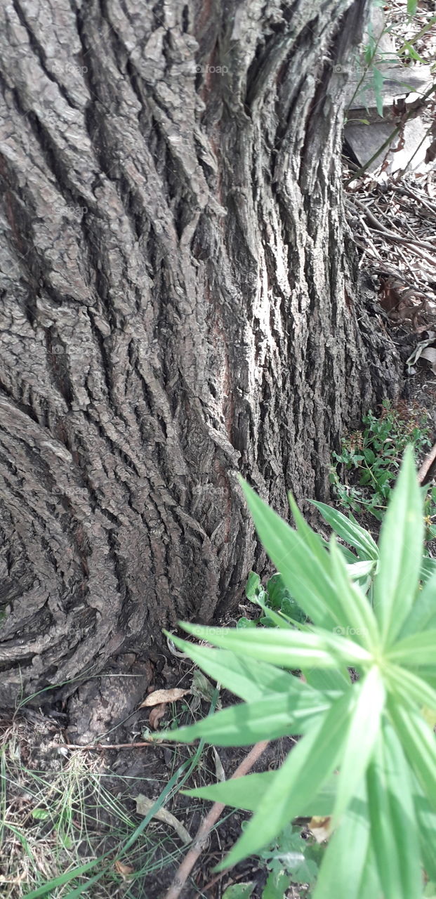 grey willow's bark