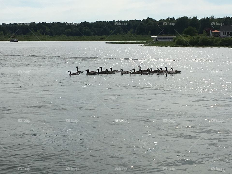 Canadian geese on Battle Creek Lake playing follow the leader leader leader follower leader