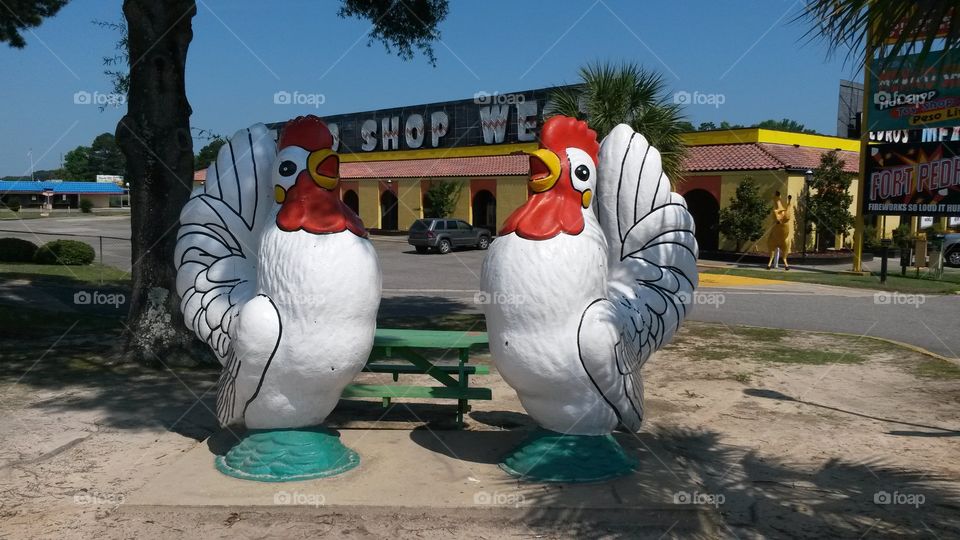 Giant Chickens