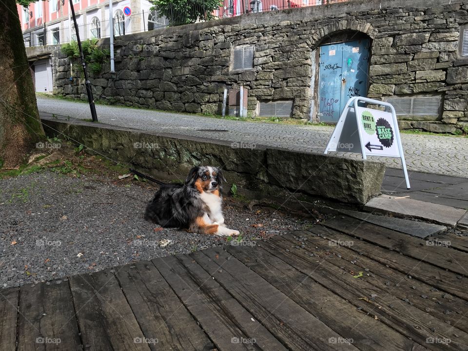 Dog, Road, No Person, People, Outdoors