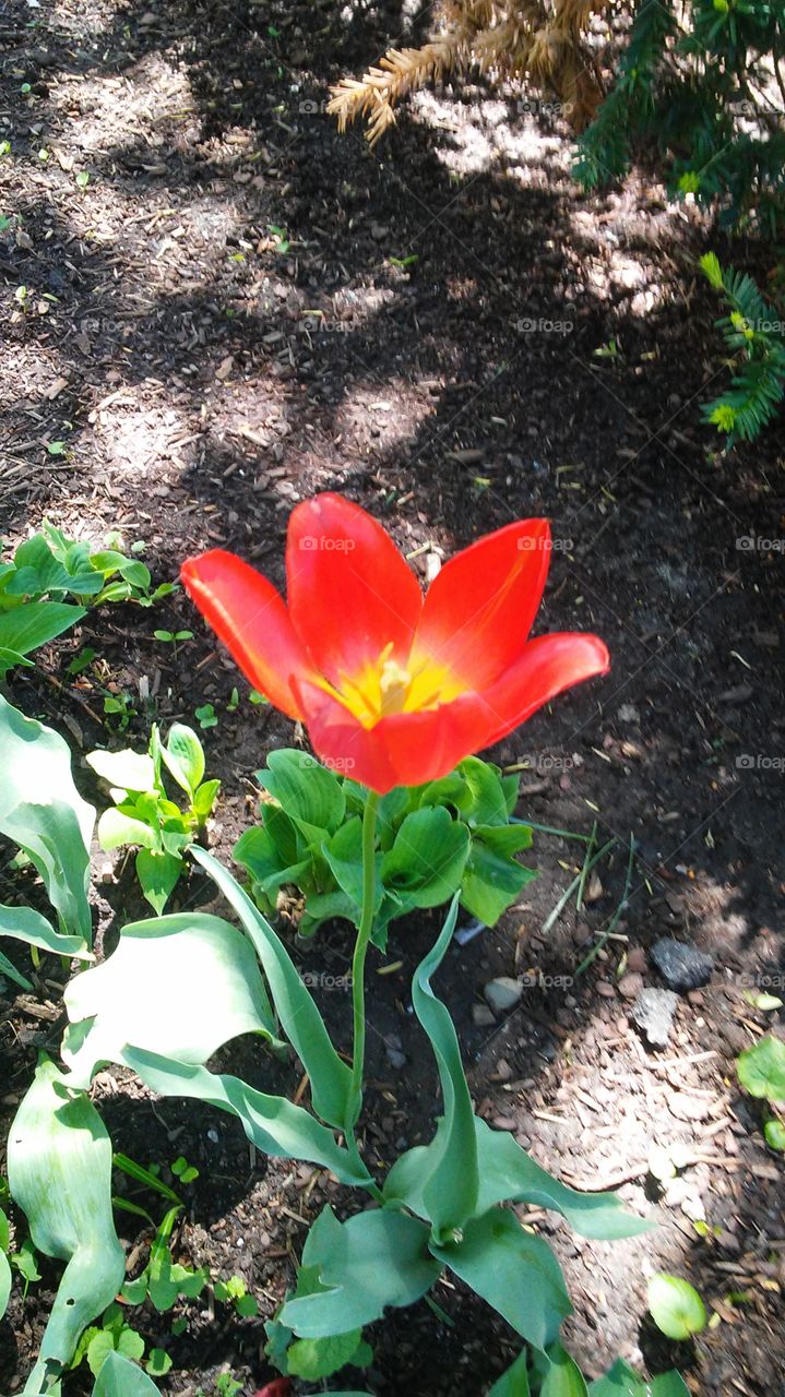 spring. lovely. flowers. nature. beauty. love. summer. happy. red. blooming. open. sunlight. red. tulip