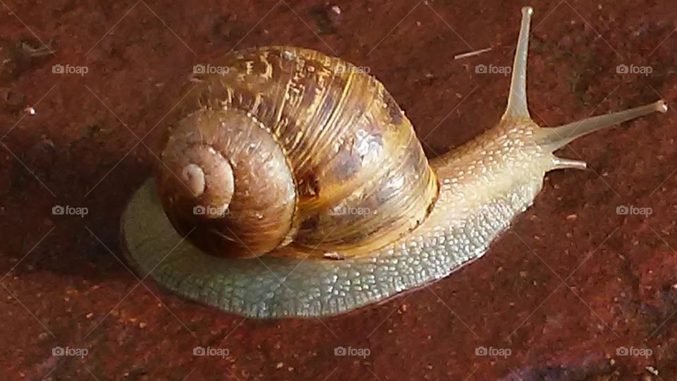 Shellfish, Snail, Gastropod, Invertebrate, Slow