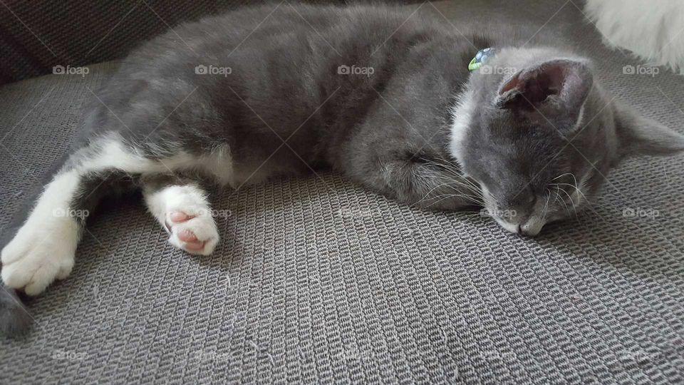 A kitten takes a break after a hard morning playing.