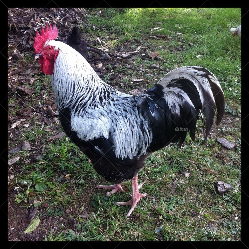 Cockerel or rooster 