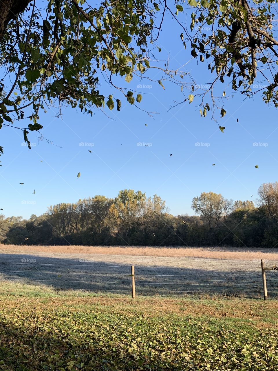 Leaves falling against a deep, blue, autumn sky next to a wire fence with wooden posts, a line of trees on the distant horizon