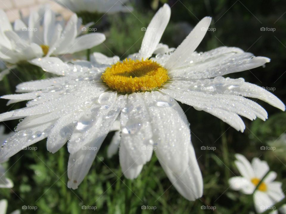 after the rain the plants are especially beautiful, the water drops play in the light
