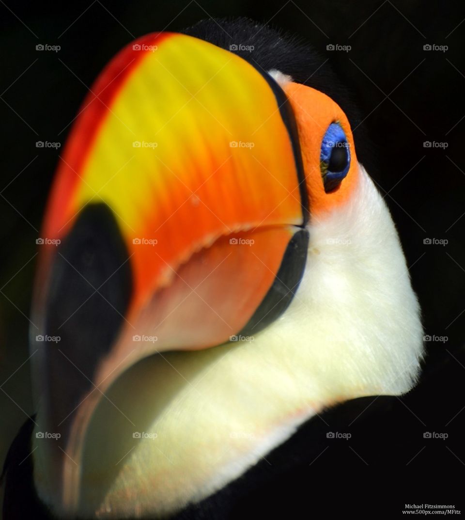 Toucan portrait