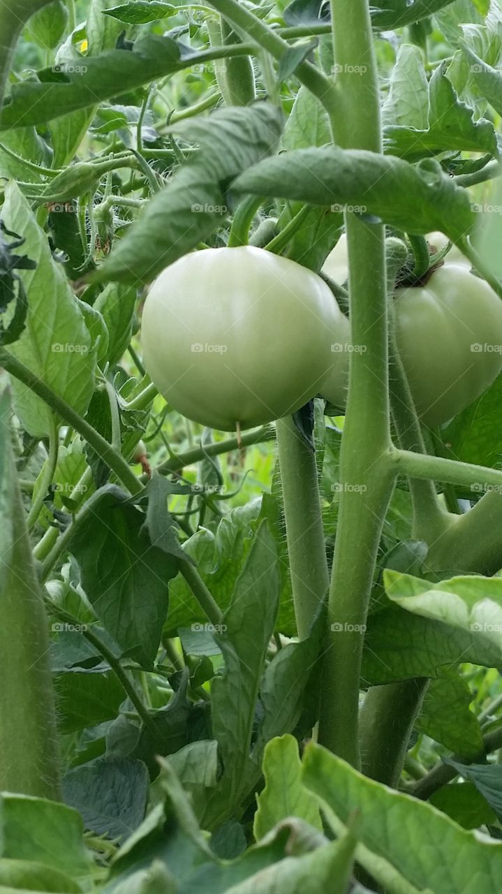 garden. tomato