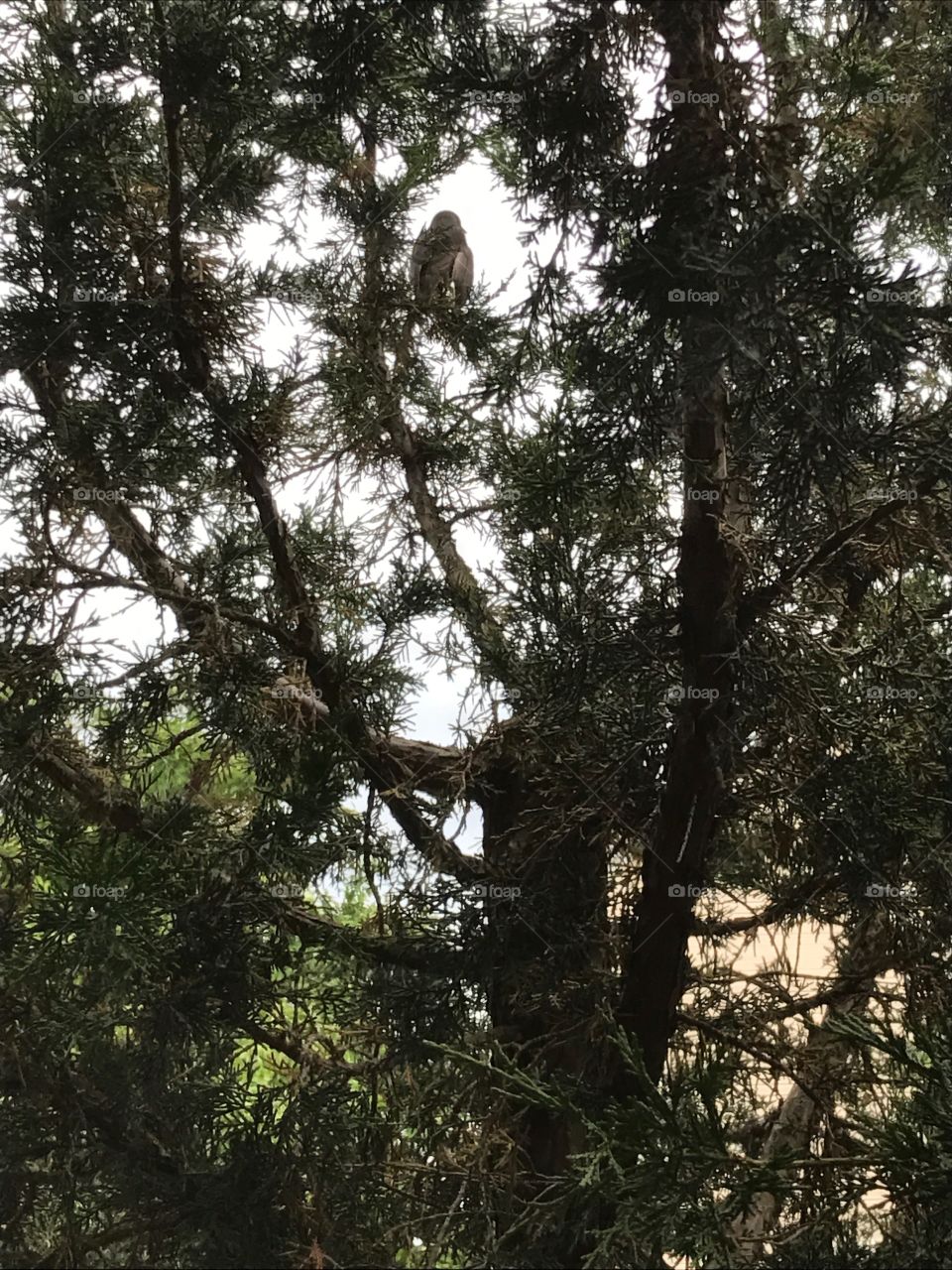 The bird on the tree 