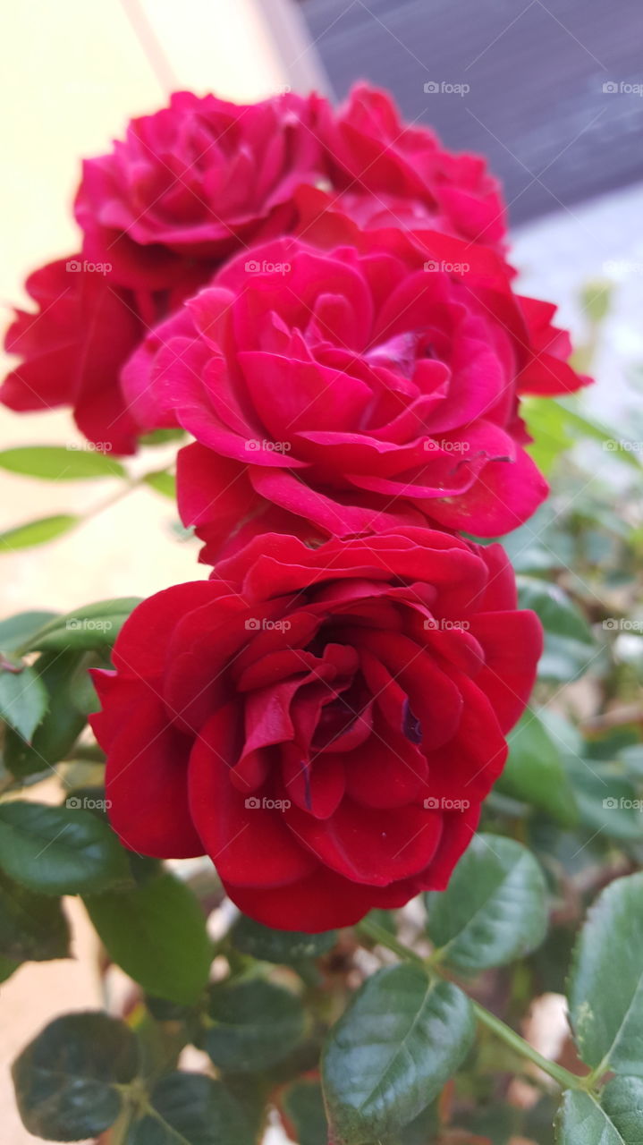 rose flowers