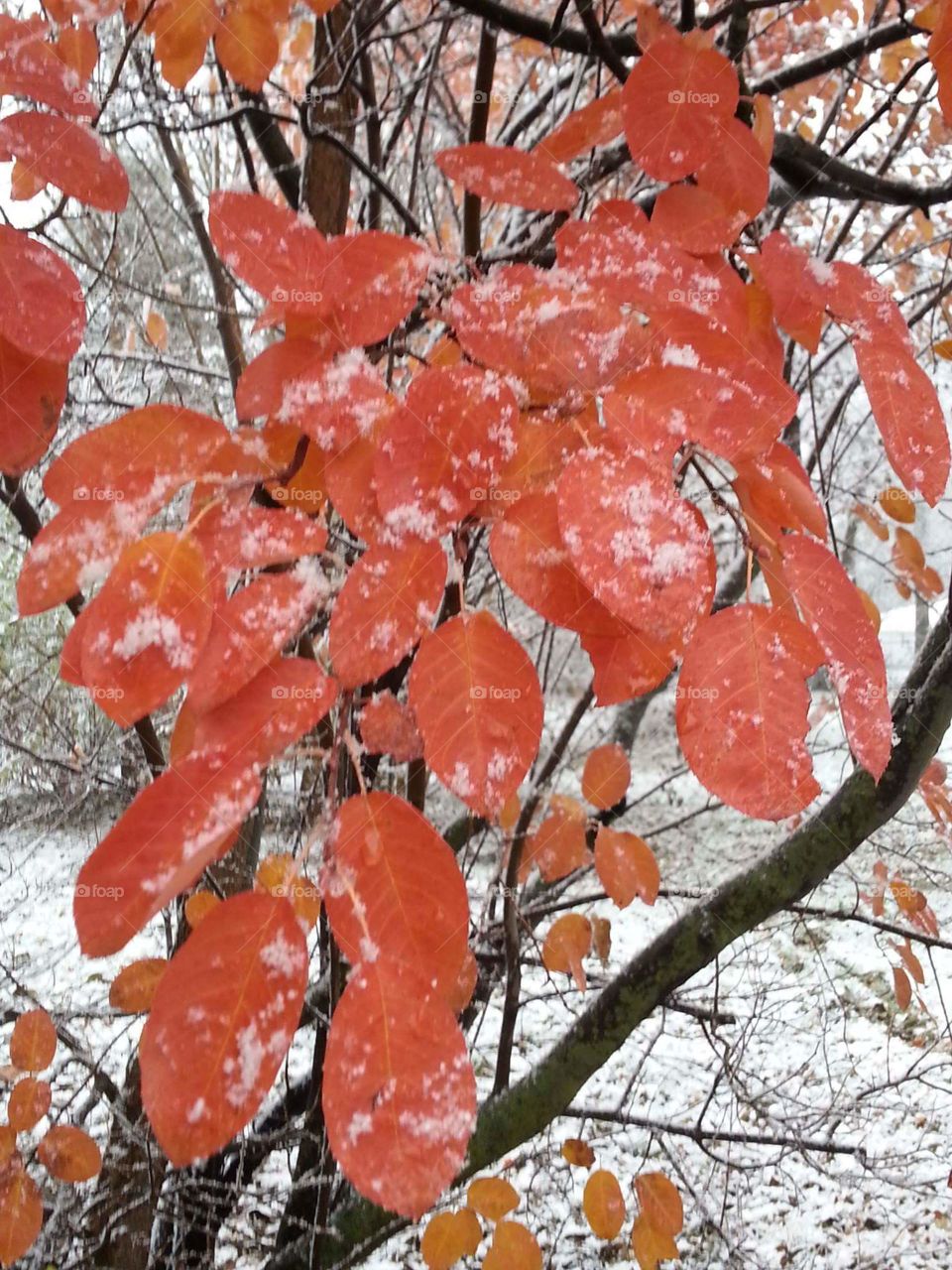 orange leaves after the first snow