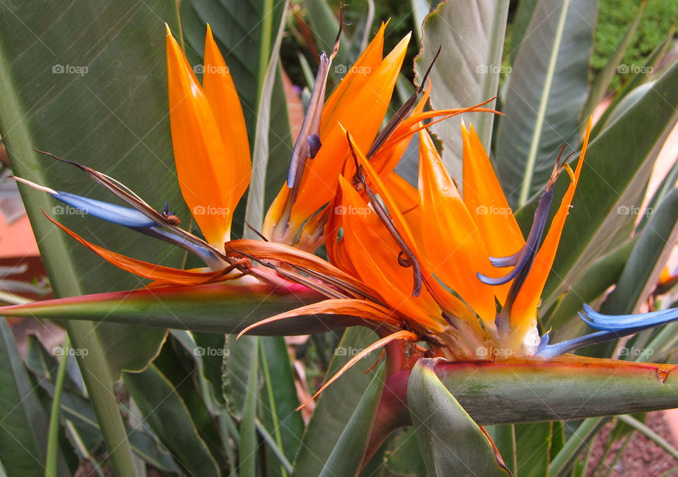 Bird of Paradise flower.