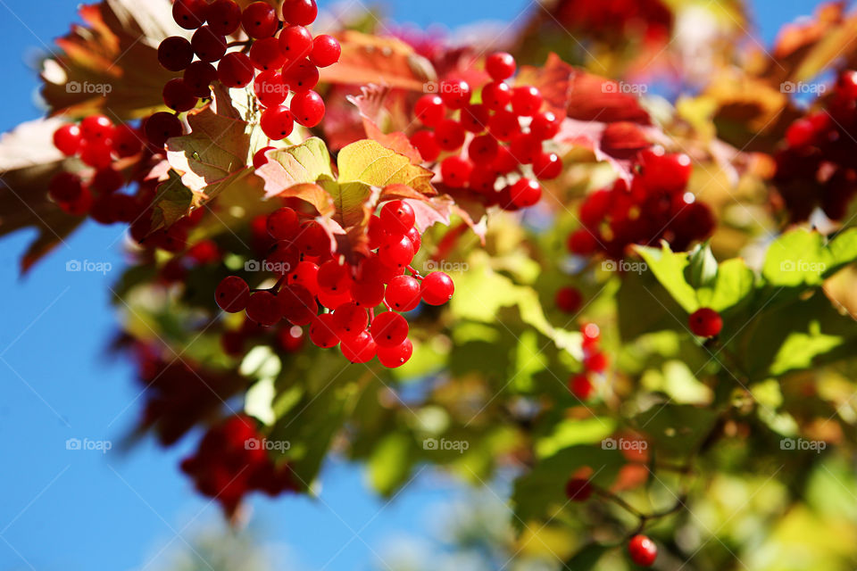 Red currant berries on a branch. Garden harvest