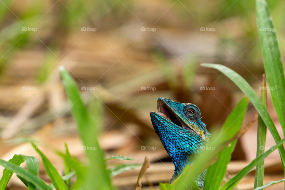 A Vietnamese Lizard posing