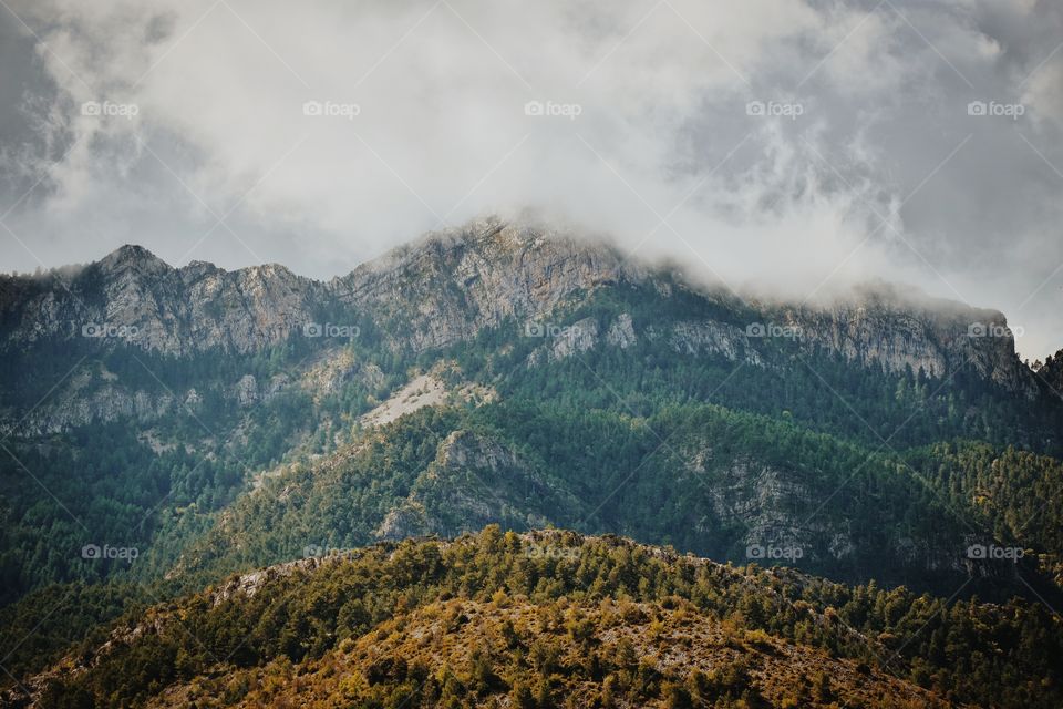 Trees growing on mountain in foggy weather