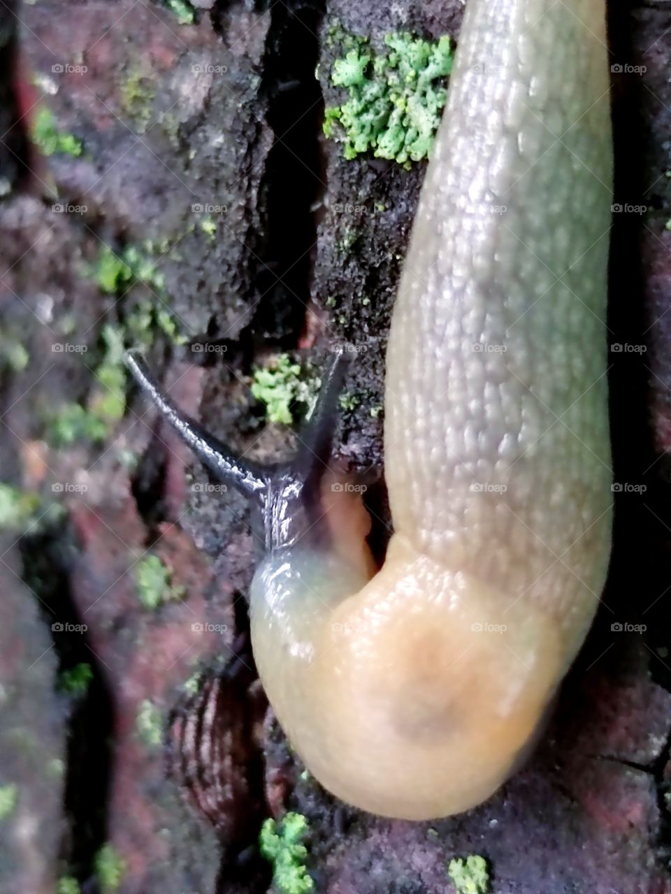 The slug is slowly crawling through the tree