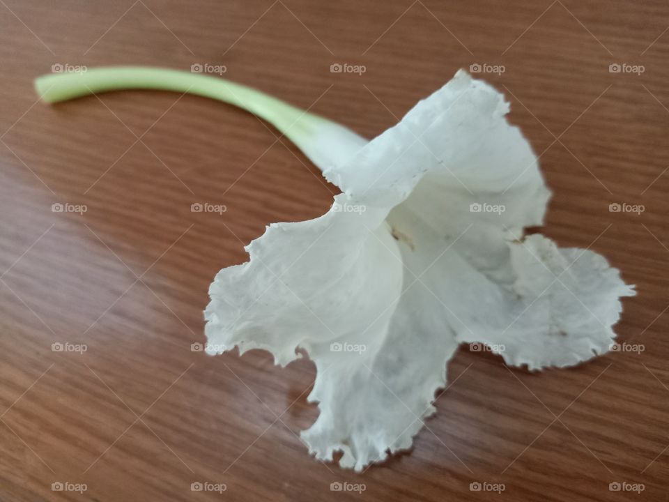 White Dolichandrone Serrulata Flower