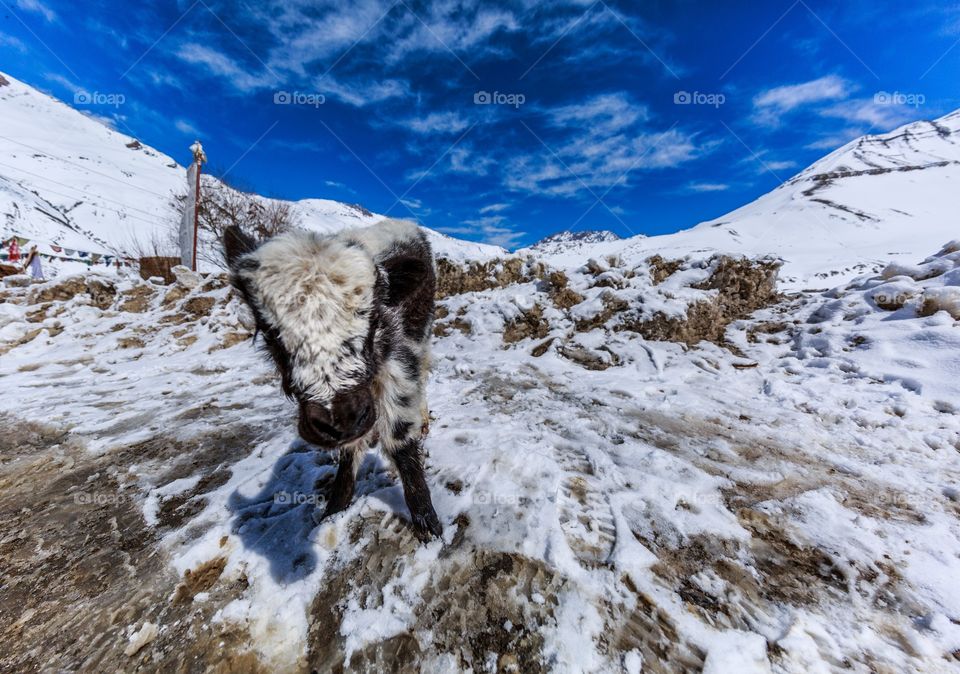 cool to blend with nature 🙂🙃