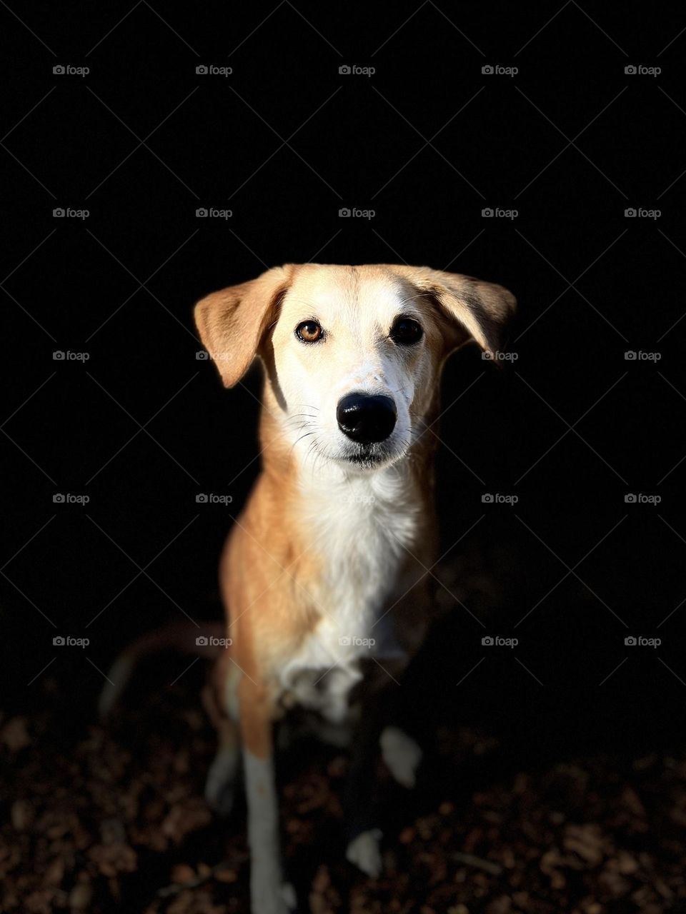 Portrait of pet dog seated and looking directly into the camera. The lighting is dramatic and emphasizes her gaze.