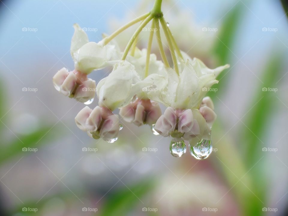 Flower and Drops 