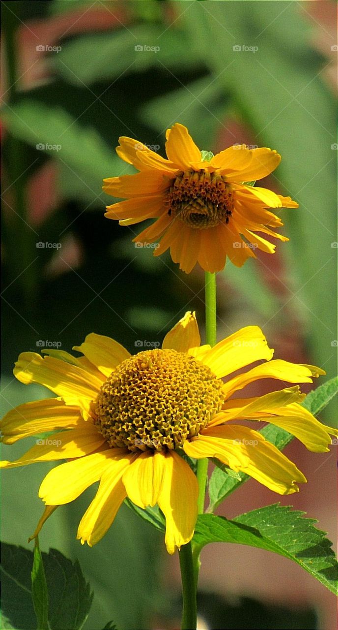 Sunflowers.