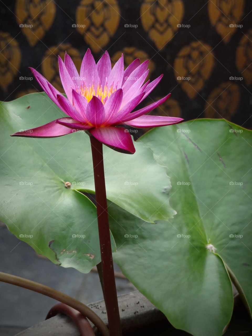 green flower purple water by sonchai