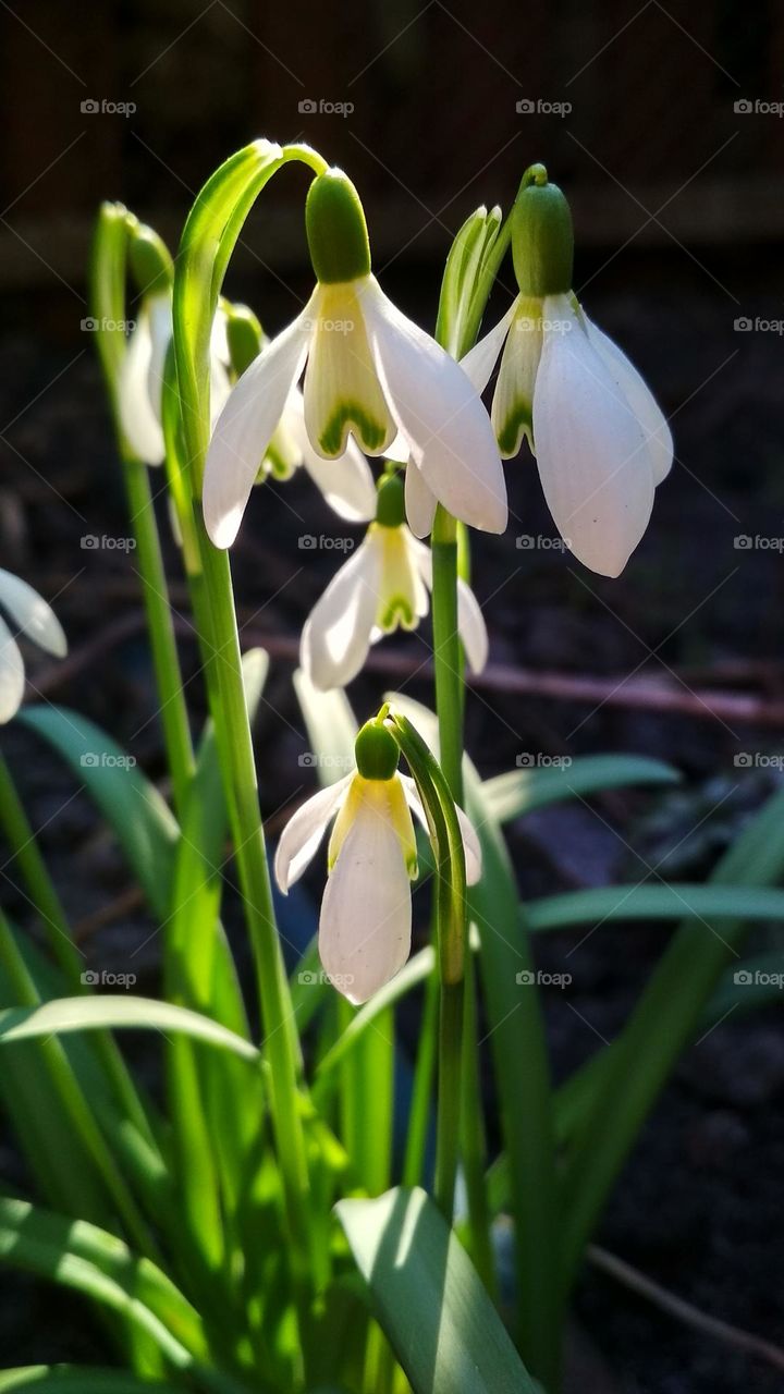 Snowdrops