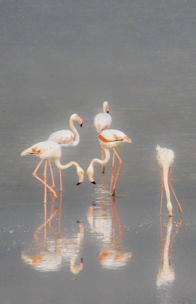 The flamingos arrive to Cyprus every winter, giving a wonderful sight to locals and tourists. 