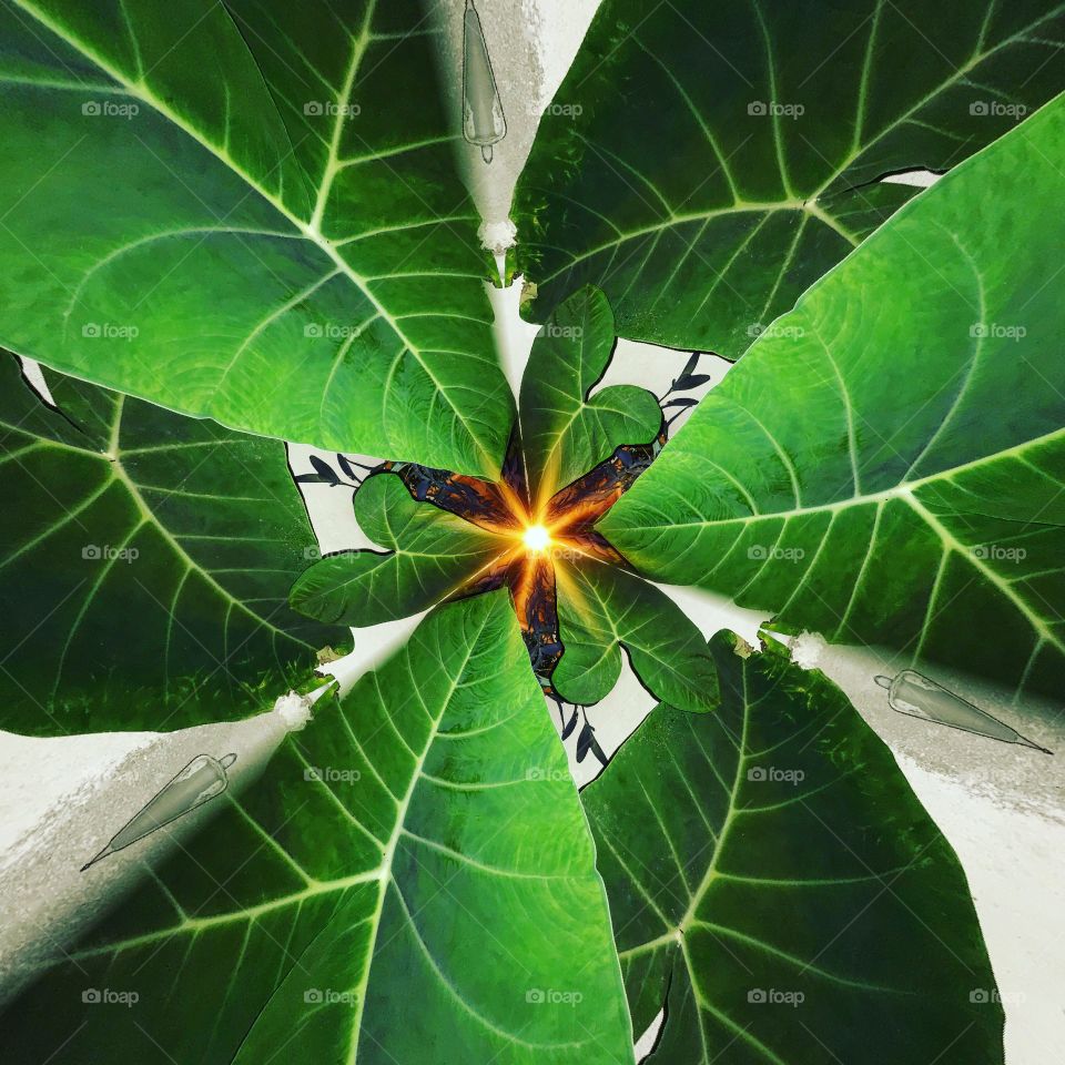 Elephant ears in a swirled collage. Beautiful greens. Unique perspective 