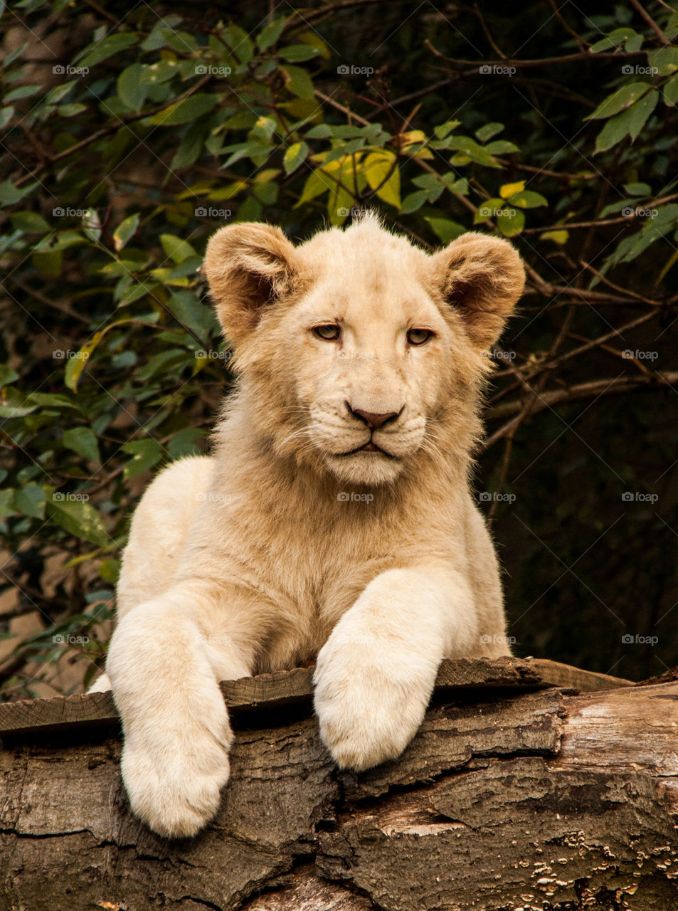 Lion cub looking at camera
