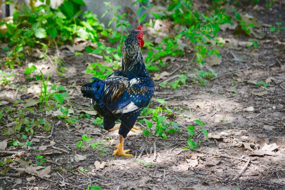 Small colorful rooster on the farm
