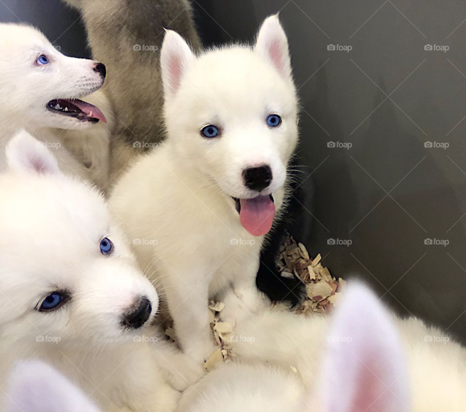 A box of beautiful white puppies.