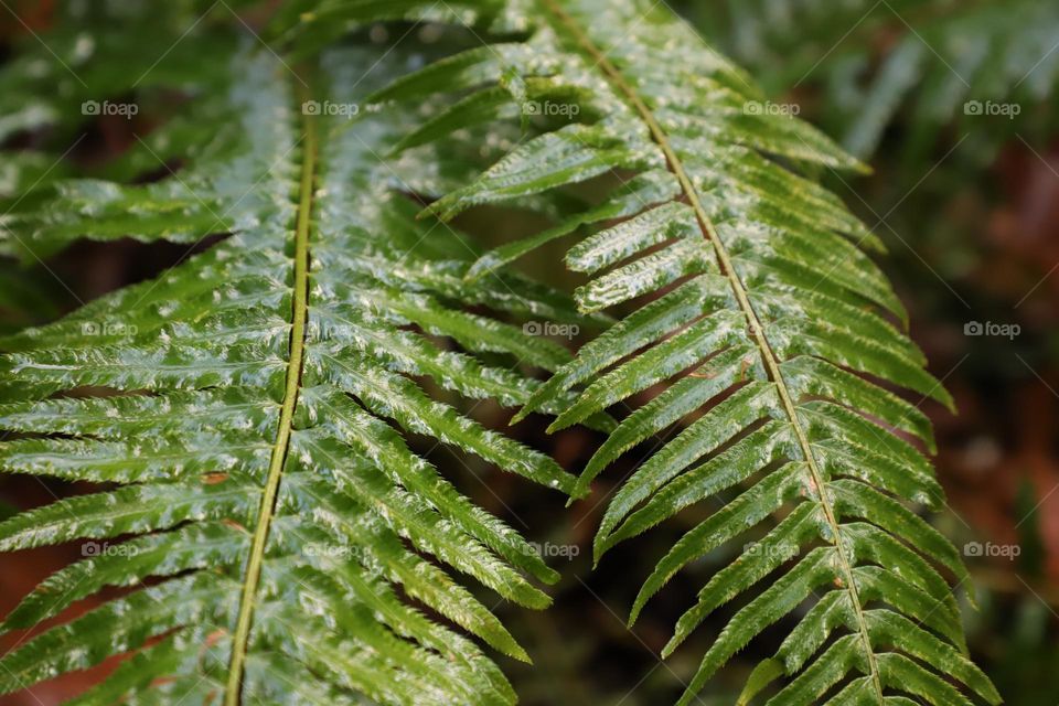 Green leaves closeup