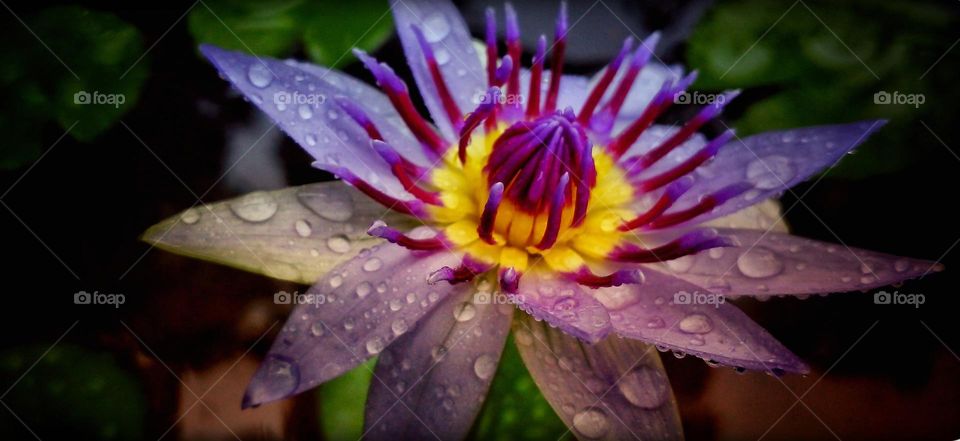 naturelove, beautiful flowers, purple