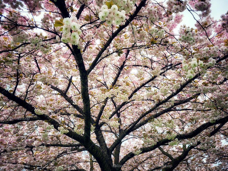 When i look to the beautiful blossem in the trees i feel the spring and present of nature