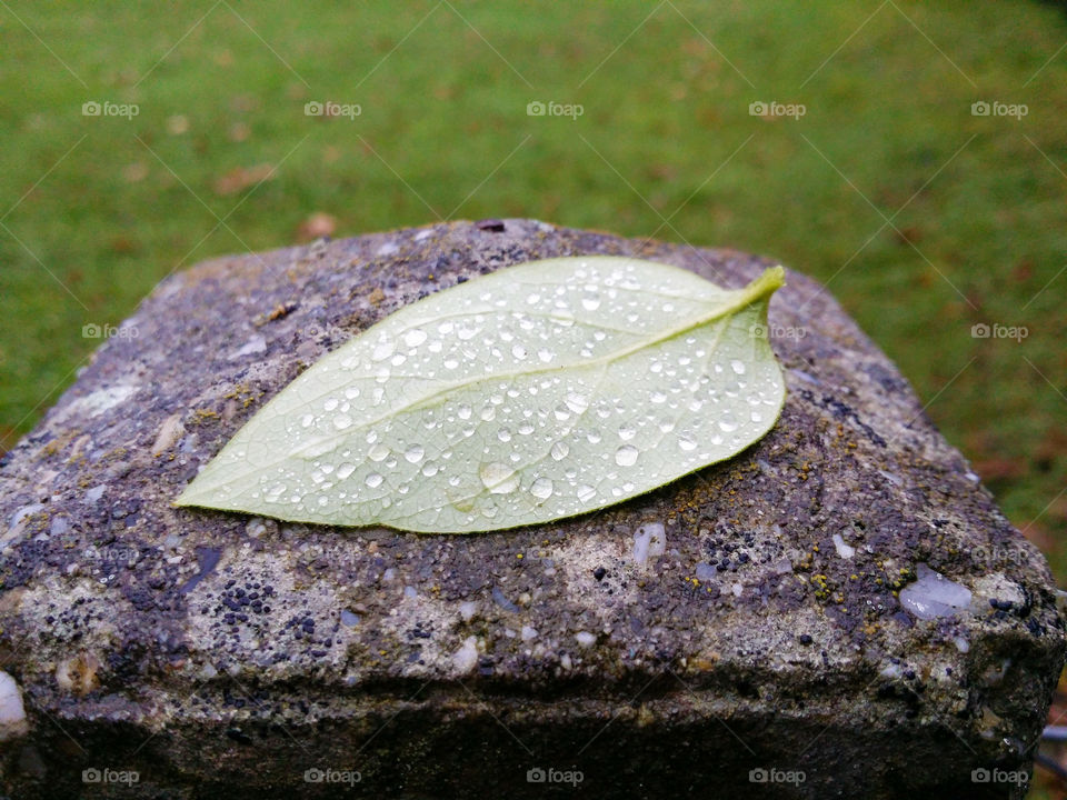 Leaf. rain day